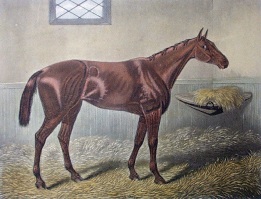 Hannah, racehorse print