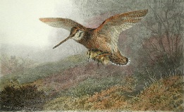 hand coloured print of a snipe