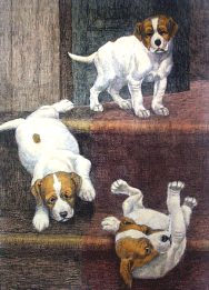 hound puppies