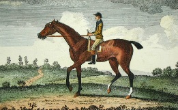 Old Traveller, famous race horse