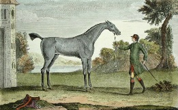 Skim, racehorse
