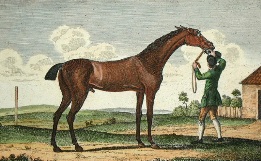 King Herod, hand colored racehorse print