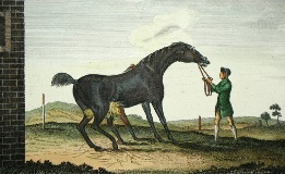 Pilgrim, racehorse picture