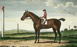Goldfinder, race horse print