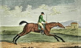 Bandy, racehorse portrait