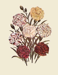 Carnations - Dianthus, hand coloured print