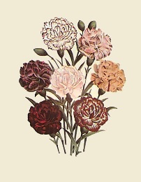 Carnations - Oeillets, hand coloured print