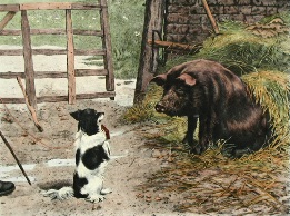 border collie and pig
