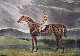Sir Visto, racehorse