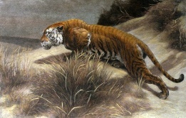 large hand colored etching of tiger