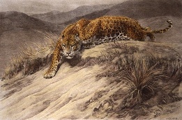 large hand colored etching of leopard