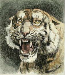 large hand colored etching of tigers head