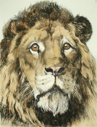 large hand colored etching of lions head