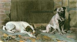 Jack Russell Terrier & Pug