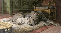 West Highland White Terrier & Deerhound