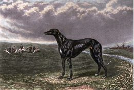 print of Greyhound portrait