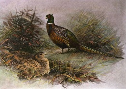 hand coloured print of a Pheasant