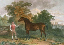 Orville,Winner of the St. Ledger in 1802, hand coloured etching