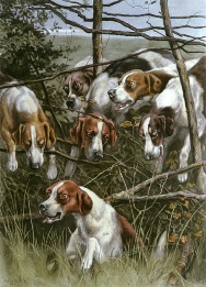 hounds, hand coloured etching