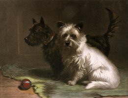 West Highland White Terriers, Scotties