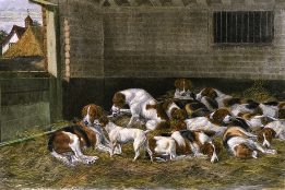 fox hounds engraving