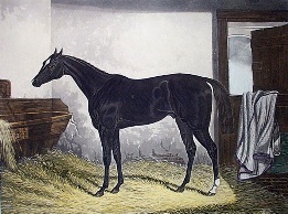 Hermit, Derby winner, horse portrait