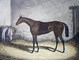 Formosa, horse portrait