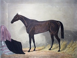 Pero Gomez, hand coloured horse print