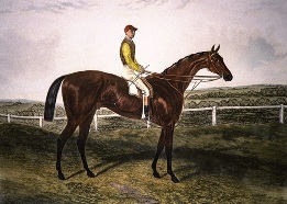 Common, Derby winner horse portrait