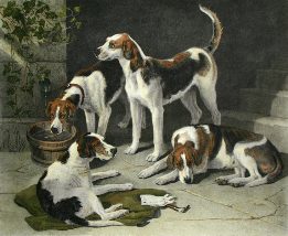 fox hounds etching