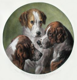 Fox hounds portrait
