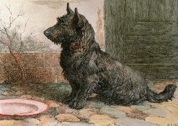 scottie dog portrait