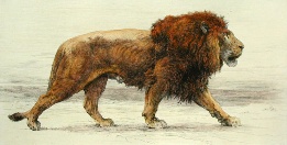 hand colored etching of lion stalking
