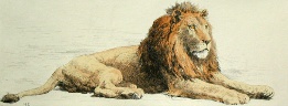 hand colored etching of lion