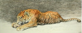 hand colored etching of tiger