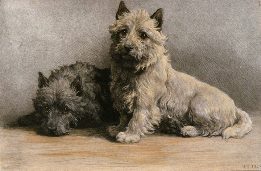 scotties dog portrait