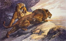 hand colored etching of lion, lioness and cub