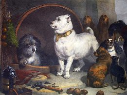King Charles Spaniels, Bloodhounds, Staffordshire Bull Terriers