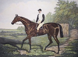 Donovan, thoroughbred horse portrait