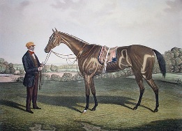 Blink Bonny, race horse portrait