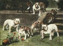 bulldogs fine-art picture