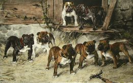 bulldogs fine-art picture