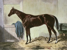 hand coloured horse portrait