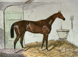hand colored horse print