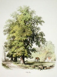 elm tree, hand coloured etching