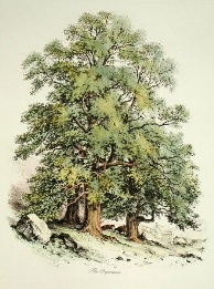 print of Sycamore Tree