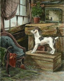 Jack Russell Terrier, genre print