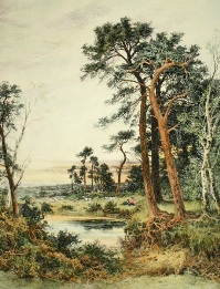 Amongst the Surrey Pine Trees, rural view