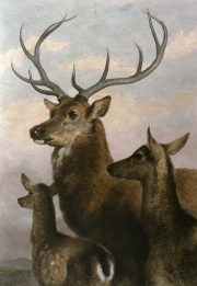 Deer Family, large print after landseer