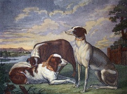 Sporting Dogs print